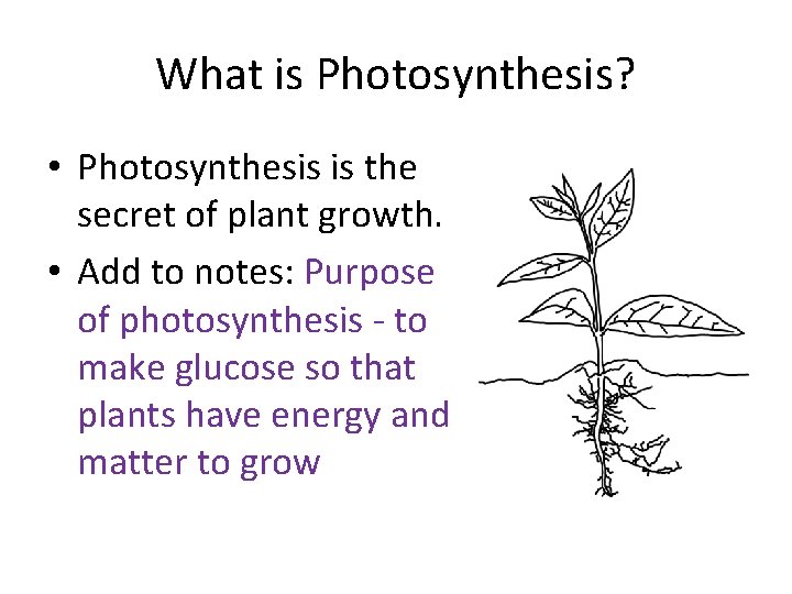 What is Photosynthesis? • Photosynthesis is the secret of plant growth. • Add to