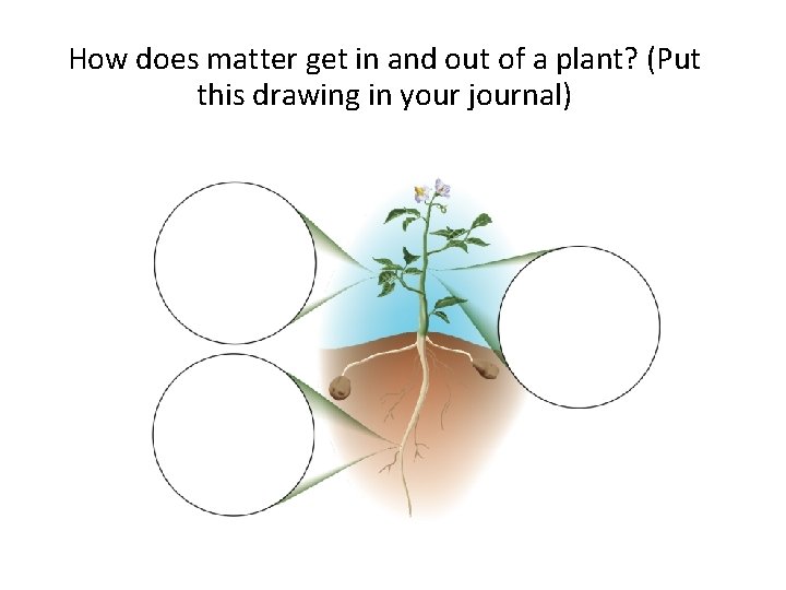 How does matter get in and out of a plant? (Put this drawing in
