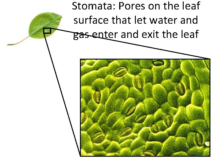Stomata: Pores on the leaf surface that let water and gas enter and exit