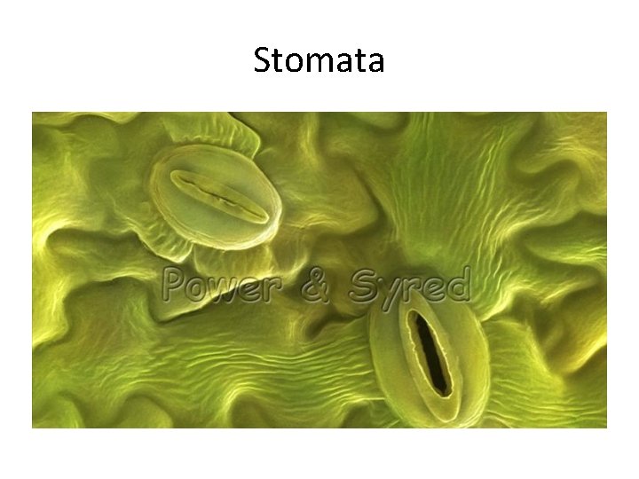 Stomata 