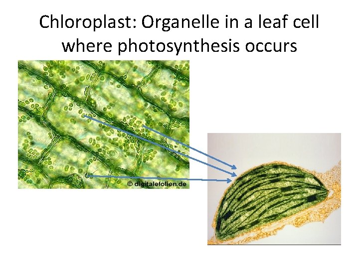 Chloroplast: Organelle in a leaf cell where photosynthesis occurs 