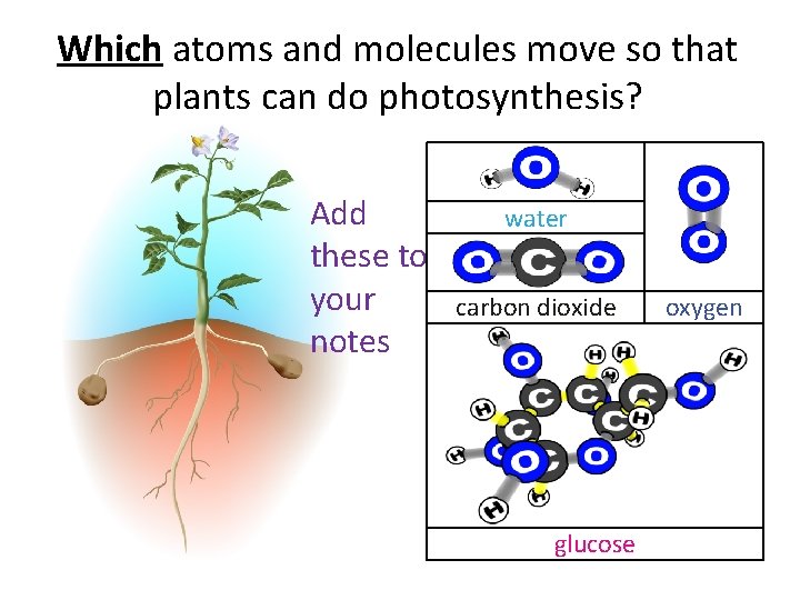 Which atoms and molecules move so that plants can do photosynthesis? Add these to