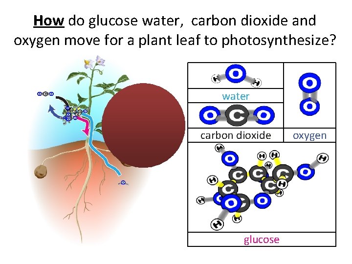 How do glucose water, carbon dioxide and oxygen move for a plant leaf to