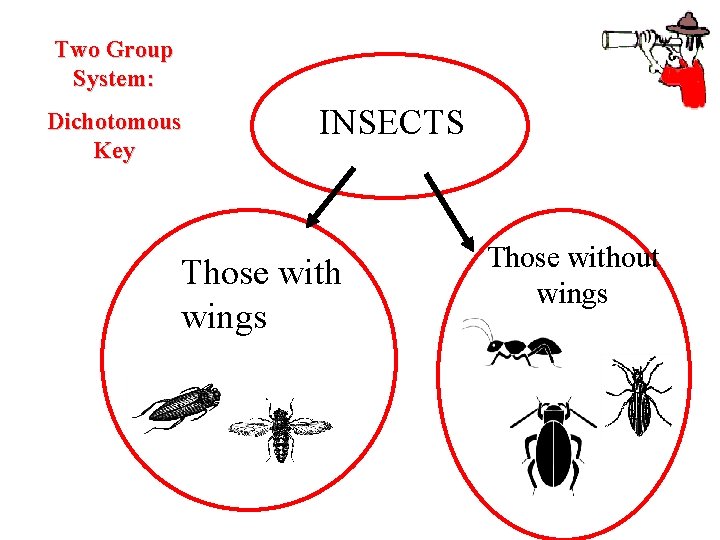 Two Group System: Dichotomous Key INSECTS Those with wings Those without wings 