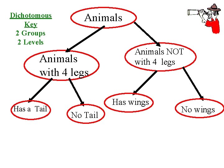 Dichotomous Key 2 Groups 2 Levels Animals with 4 legs Has a Tail Animals