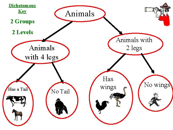 Dichotomous Key Animals 2 Groups 2 Levels Animals with 4 legs Has a Tail