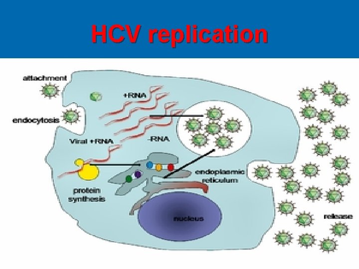 HCV replication 