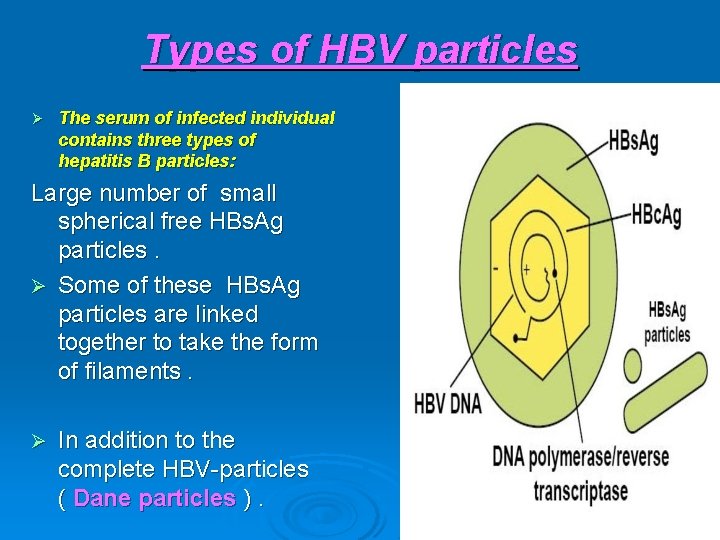 Types of HBV particles Ø The serum of infected individual contains three types of