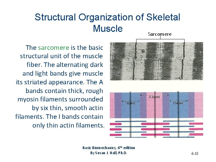 Structural Organization of Skeletal Muscle Sarcomere The sarcomere is the basic structural unit of