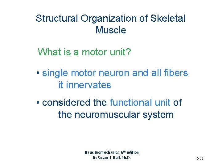 Structural Organization of Skeletal Muscle What is a motor unit? • single motor neuron