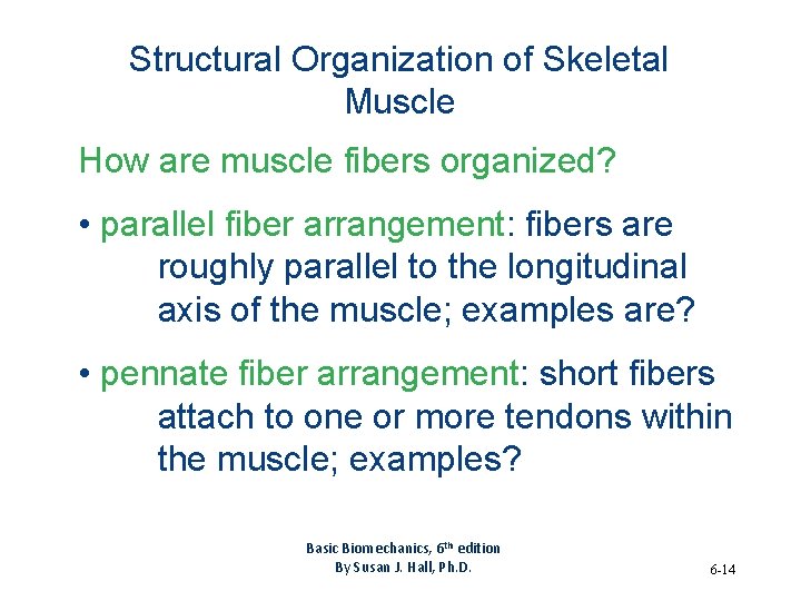 Structural Organization of Skeletal Muscle How are muscle fibers organized? • parallel fiber arrangement: