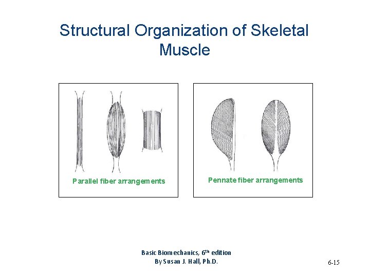 Structural Organization of Skeletal Muscle Parallel fiber arrangements Pennate fiber arrangements Basic Biomechanics, 6
