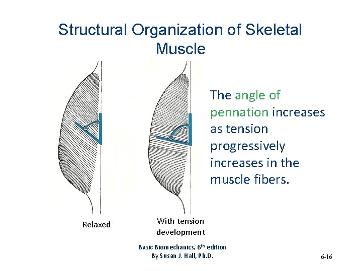 Structural Organization of Skeletal Muscle The angle of pennation increases as tension progressively increases