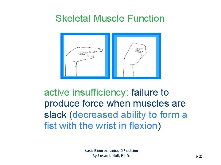 Skeletal Muscle Function active insufficiency: failure to produce force when muscles are slack (decreased