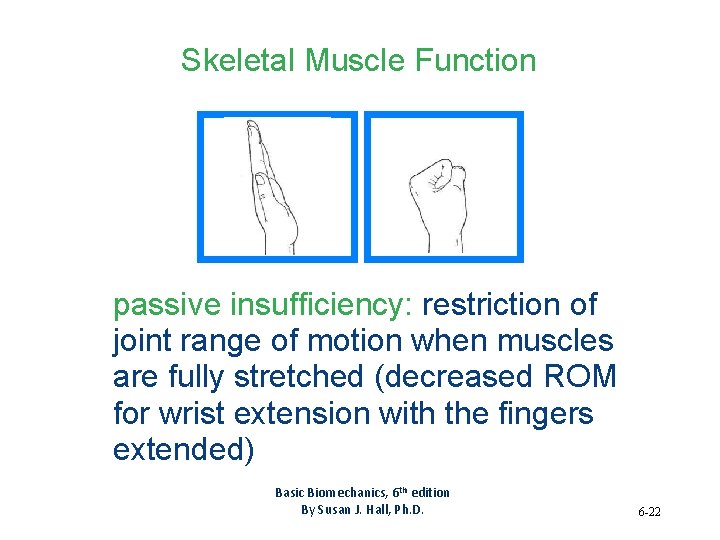 Skeletal Muscle Function passive insufficiency: restriction of joint range of motion when muscles are