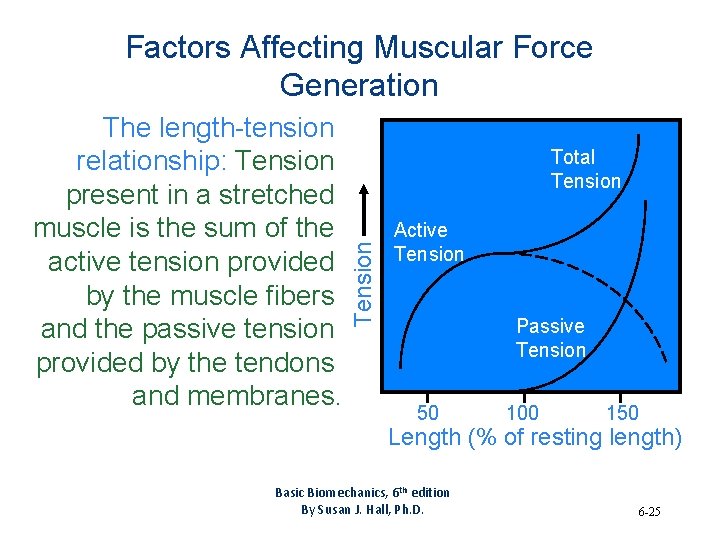Factors Affecting Muscular Force Generation Total Tension The length-tension relationship: Tension present in a