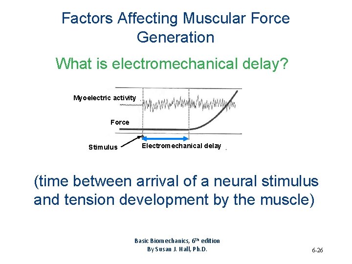 Factors Affecting Muscular Force Generation What is electromechanical delay? Myoelectric activity Force Stimulus Electromechanical