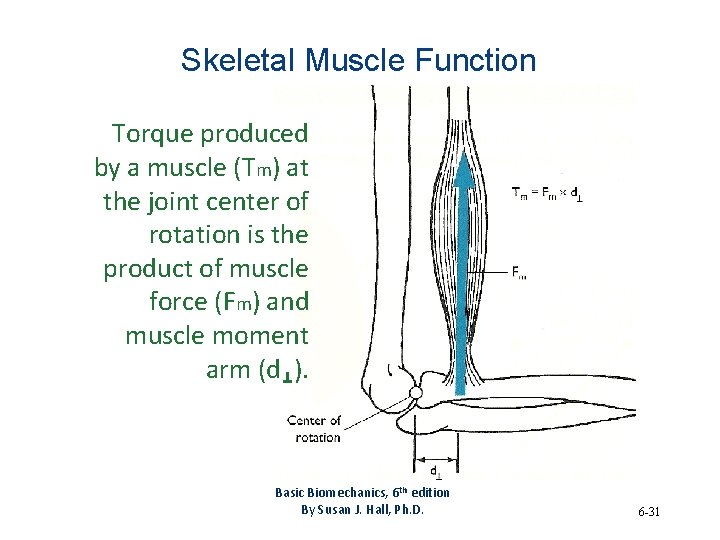 Skeletal Muscle Function Torque produced by a muscle (Tm) at the joint center of