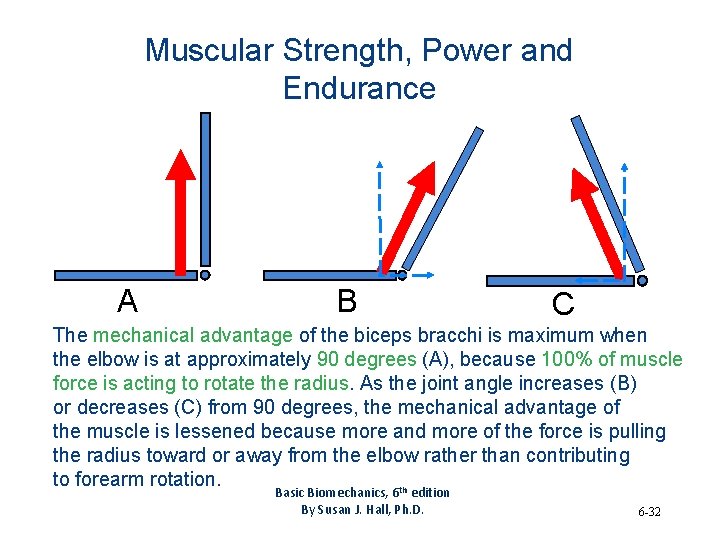 Muscular Strength, Power and Endurance A B C The mechanical advantage of the biceps