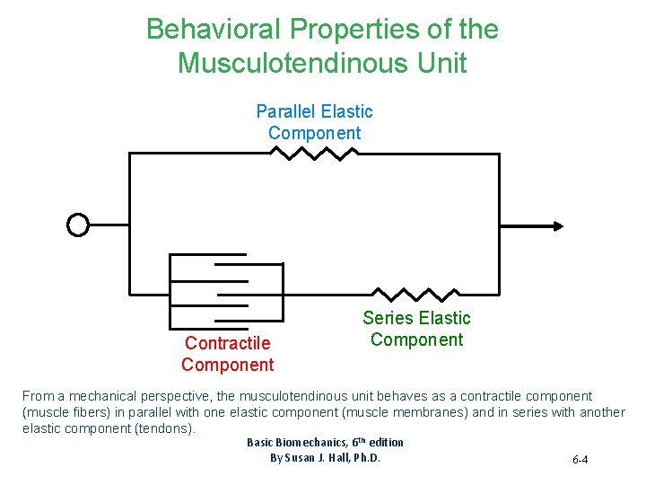 Behavioral Properties of the Musculotendinous Unit Parallel Elastic Component Contractile Component Series Elastic Component