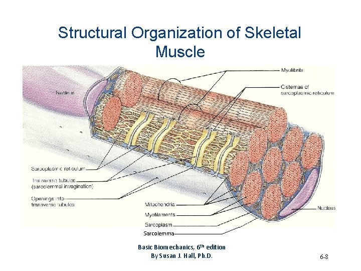 Structural Organization of Skeletal Muscle Sarcolemma Basic Biomechanics, 6 th edition By Susan J.