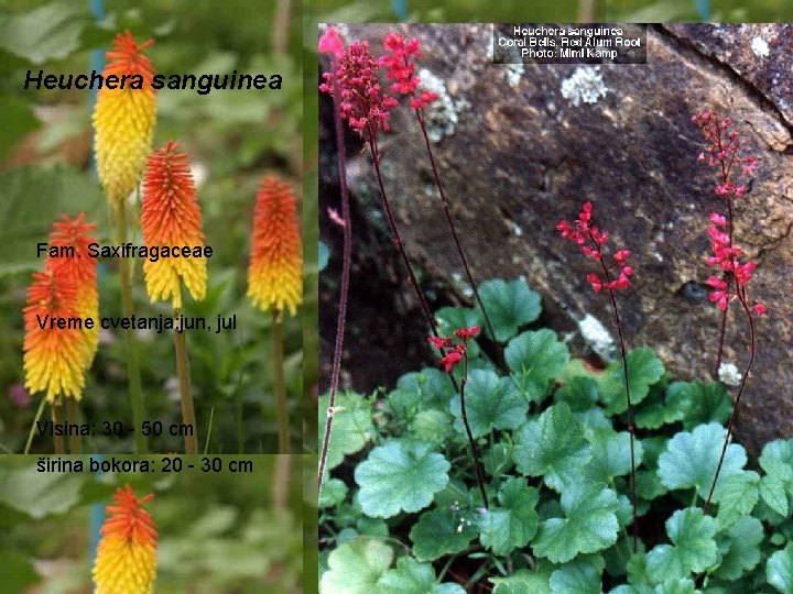 Heuchera sanguinea Fam. Saxifragaceae Vreme cvetanja: jun, jul Visina: 30 - 50 cm širina