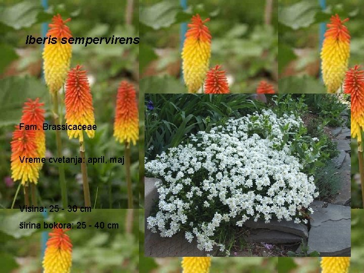 Iberis sempervirens Fam. Brassicaceae Vreme cvetanja: april, maj Visina: 25 - 30 cm širina