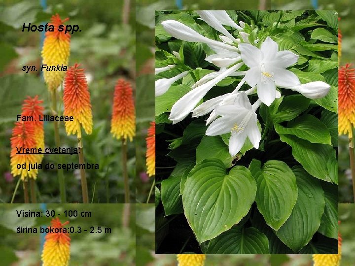 Hosta spp. syn. Funkia Fam. Liliaceae Vreme cvetanja: od jula do septembra Visina: 30