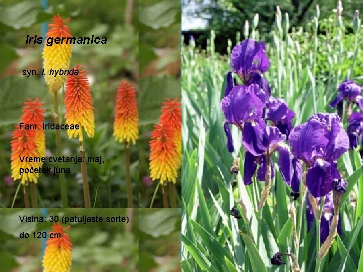 Iris germanica syn. I. hybrida Fam. Iridaceae Vreme cvetanja: maj, početak juna Visina: 30