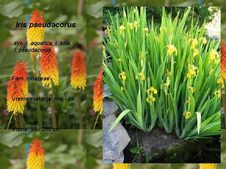 Iris pseudacorus syn. I. aquatica, I. lutia, I. pseudacorus Fam. Iridaceae Vreme cvetanja: maj