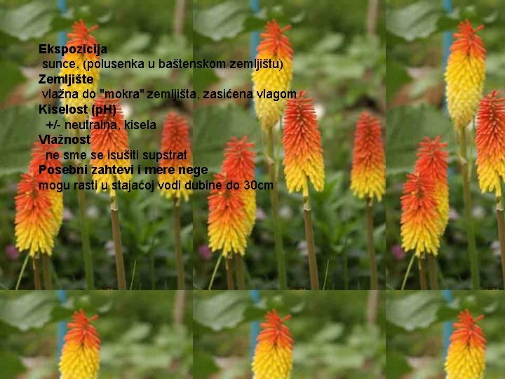 Ekspozicija sunce, (polusenka u baštenskom zemljištu) Zemljište vlažna do "mokra" zemljišta, zasićena vlagom Kiselost
