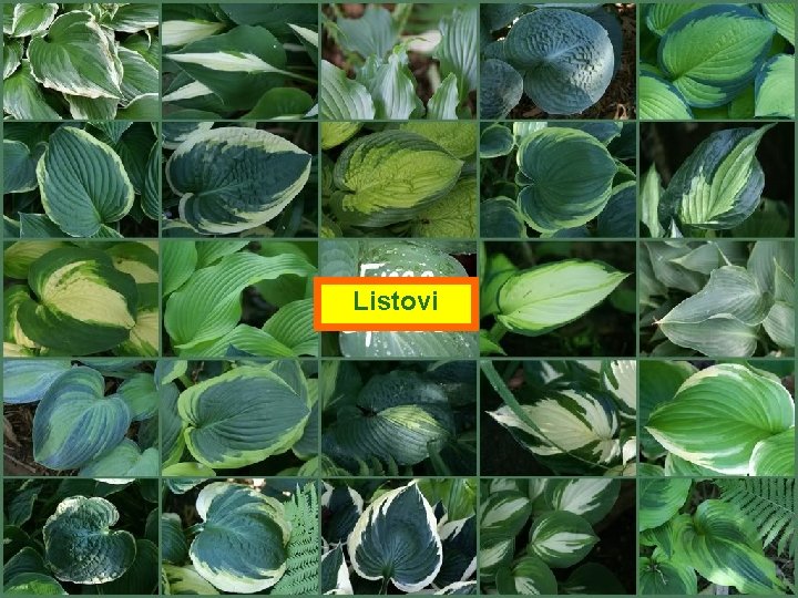 Listovi 