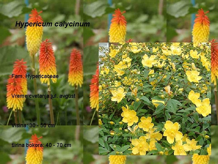Hypericum calycinum Fam. Hypericaceae Vreme cvetanja: jul, avgust Visina: 30 - 50 cm širina