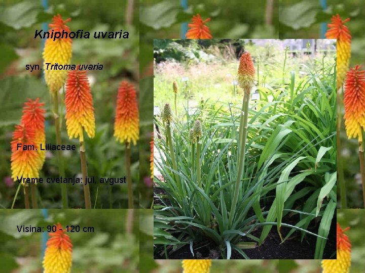 Kniphofia uvaria syn. Tritoma uvaria Fam. Liliaceae Vreme cvetanja: jul, avgust Visina: 90 -