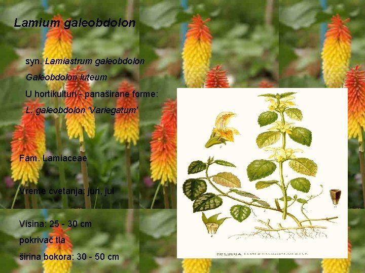 Lamium galeobdolon syn. Lamiastrum galeobdolon Galeobdolon luteum U hortikulturi - panaširane forme: L. galeobdolon