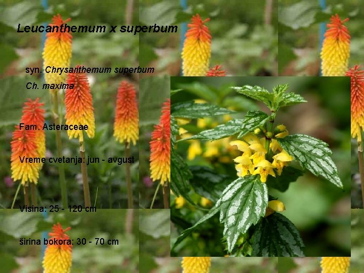 Leucanthemum x superbum syn. Chrysanthemum superbum Ch. maxima Fam. Asteraceae Vreme cvetanja: jun -