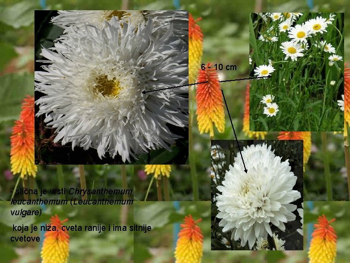 6 - 10 cm - slična je vrsti Chrysanthemum leucanthemum (Leucanthemum vulgare) koja je