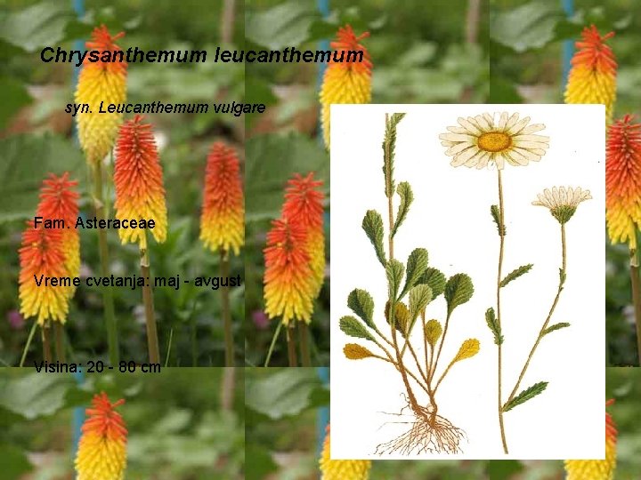 Chrysanthemum leucanthemum syn. Leucanthemum vulgare Fam. Asteraceae Vreme cvetanja: maj - avgust Visina: 20