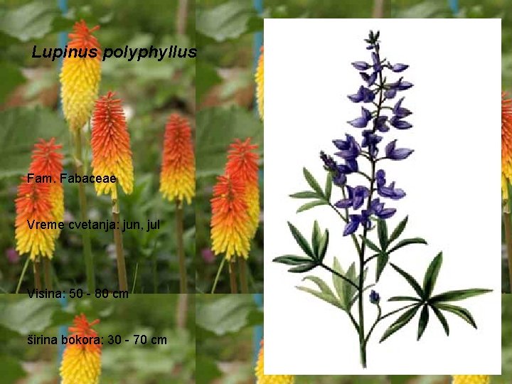 Lupinus polyphyllus Fam. Fabaceae Vreme cvetanja: jun, jul Visina: 50 - 80 cm širina