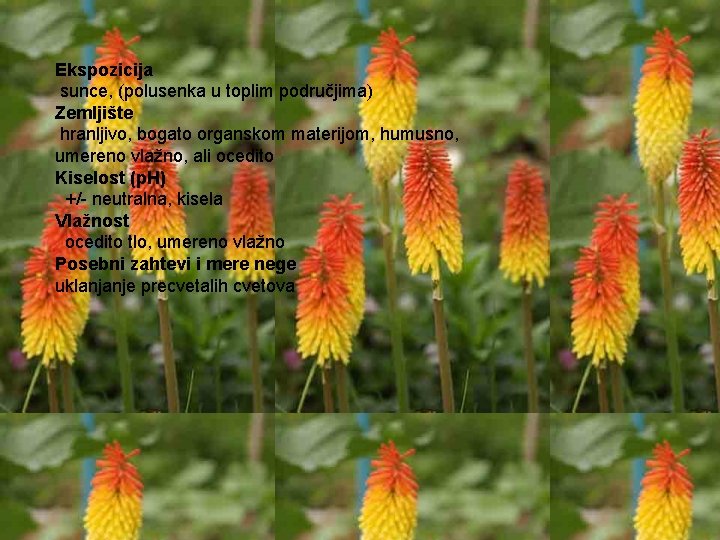 Ekspozicija sunce, (polusenka u toplim područjima) Zemljište hranljivo, bogato organskom materijom, humusno, umereno vlažno,
