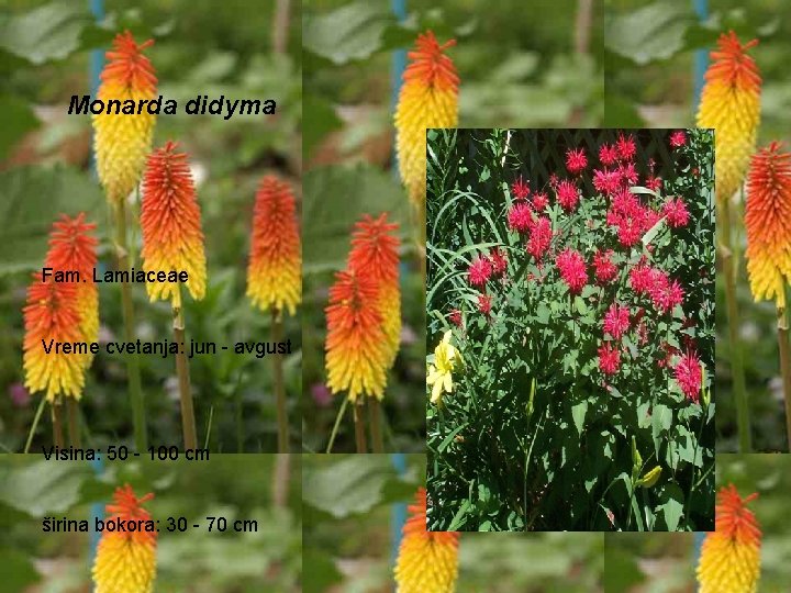 Monarda didyma Fam. Lamiaceae Vreme cvetanja: jun - avgust Visina: 50 - 100 cm