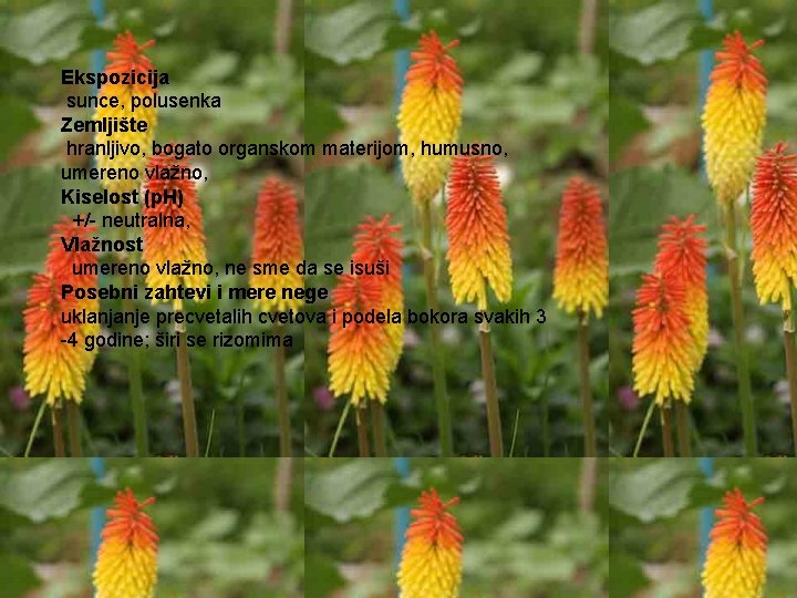 Ekspozicija sunce, polusenka Zemljište hranljivo, bogato organskom materijom, humusno, umereno vlažno, Kiselost (p. H)