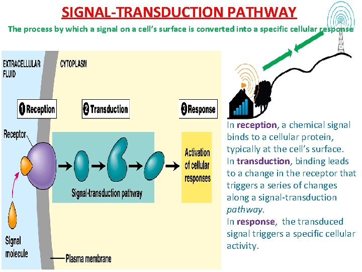 ADVANCE STUDIES IN CELL BIOLOGY CellCell Interactionsby JIGAR