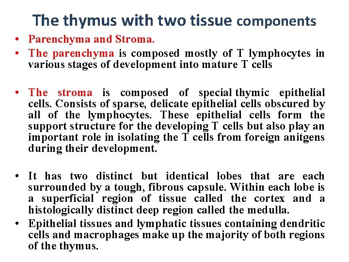 The thymus with two tissue components • Parenchyma and Stroma. • The parenchyma is