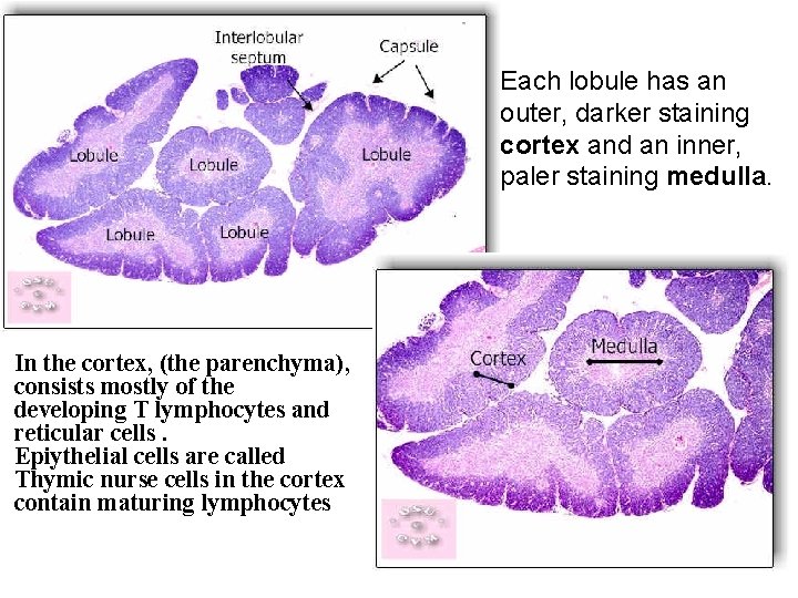 Each lobule has an outer, darker staining cortex and an inner, paler staining medulla.