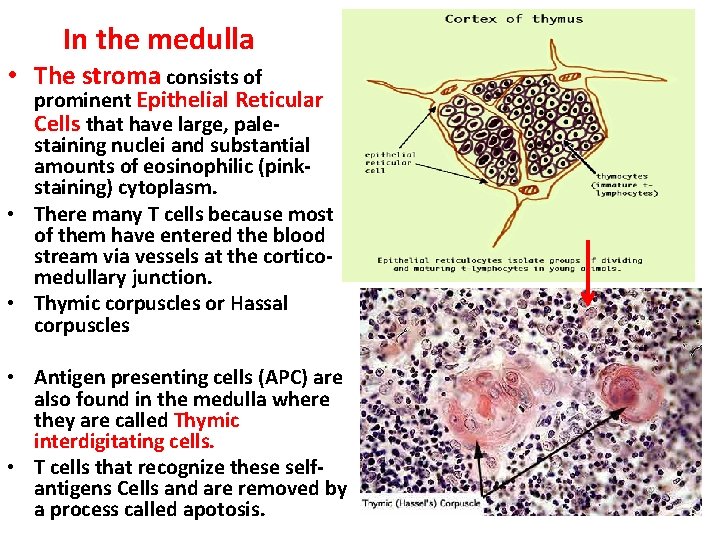In the medulla • The stroma consists of prominent Epithelial Reticular Cells that have