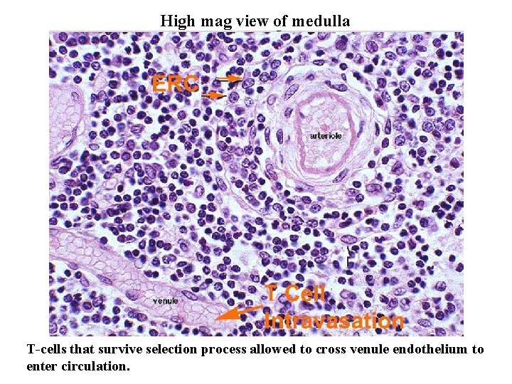 High mag view of medulla T-cells that survive selection process allowed to cross venule