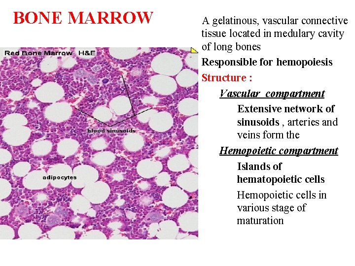 BONE MARROW A gelatinous, vascular connective tissue located in medulary cavity of long bones