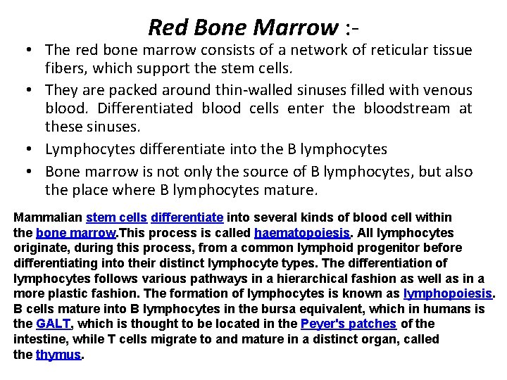 Red Bone Marrow : - • The red bone marrow consists of a network