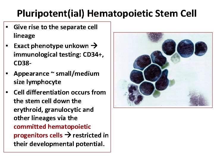 Pluripotent(ial) Hematopoietic Stem Cell • Give rise to the separate cell lineage • Exact